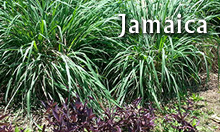 Jamaican Essential Oils